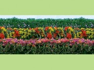 Flower Hedges