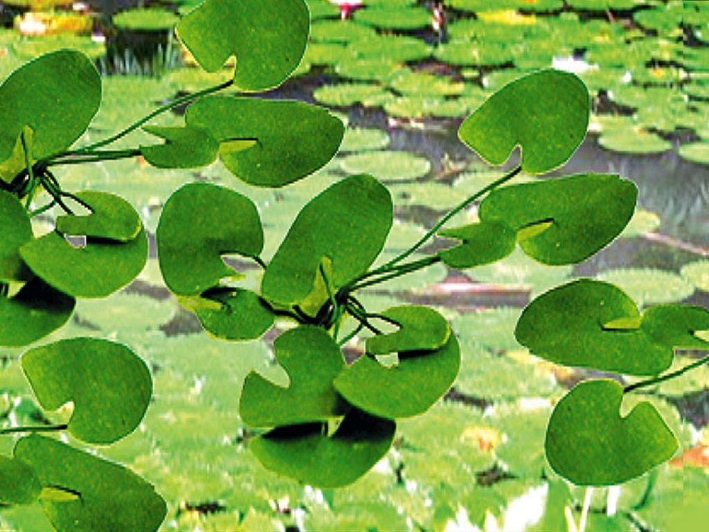 Lily Pads - SceneryProducts