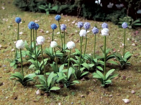 Allium Giganteum