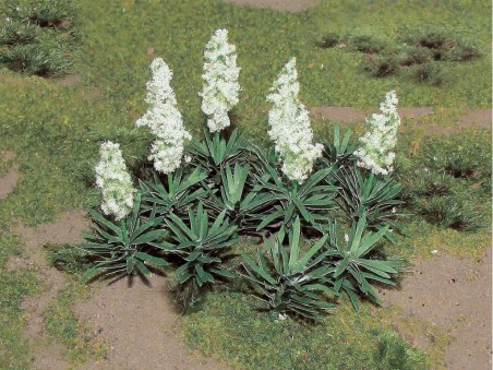 Yucca