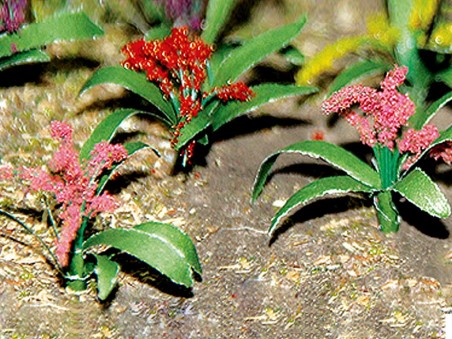 Flower Plants