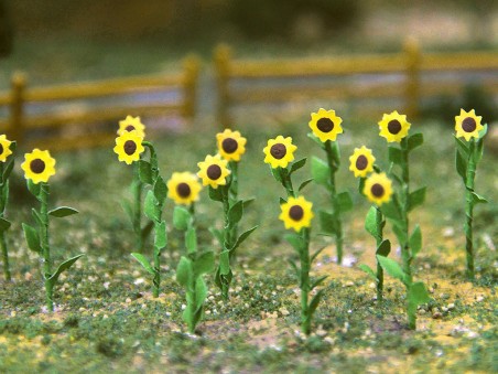 Sunflowers