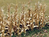 Dried Corn Stalks