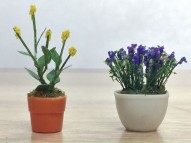Assorted Potted Flower Plants 1
