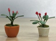 Assorted Potted Flower Plants 3