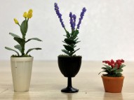 Assorted Potted Flower Plants 4