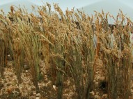 1" Wheat - HO-scale