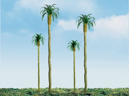 Palm