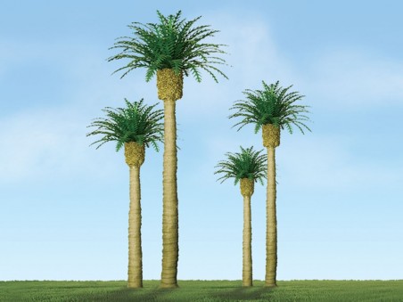 Phoenix Palm