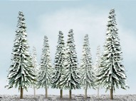 Scenic Snow Spruce